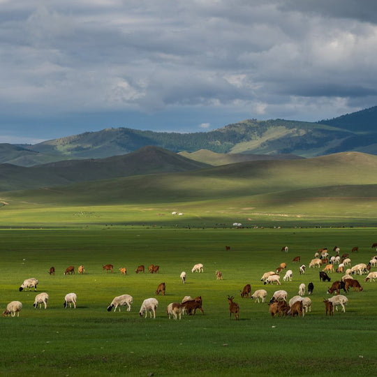 blog-traditional-nomadic-mongolian-culture
